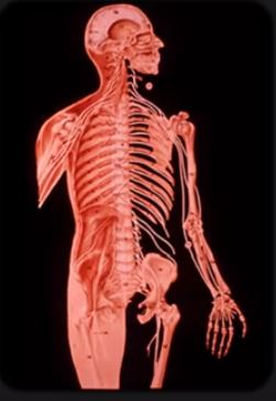 Anatomy 1 18