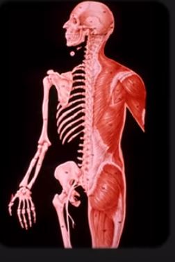 Anatomy 2 19