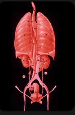 Anatomy 3 20