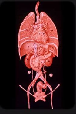 Anatomy 4 21