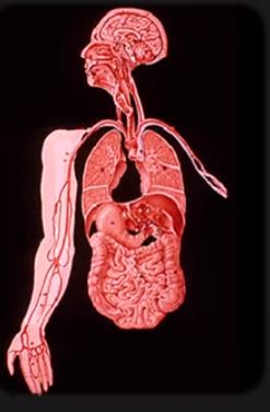 Anatomy 5 22