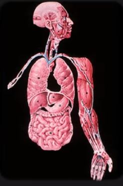 Anatomy 6 23
