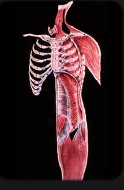 Anatomy 7 24