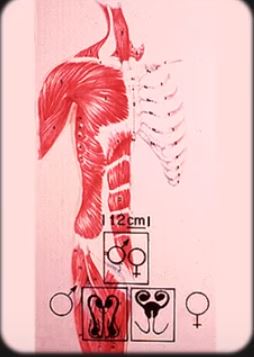 Anatomy 8 25