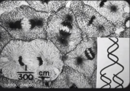 Cell Division 17