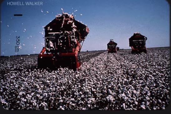 Cotton harvest 75