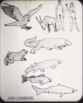 Diagram of vertebrae evolution 52