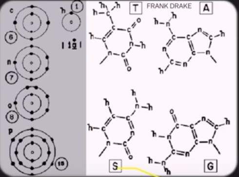 DNA bases 14