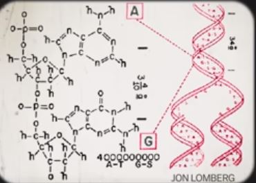 DNA structure 15