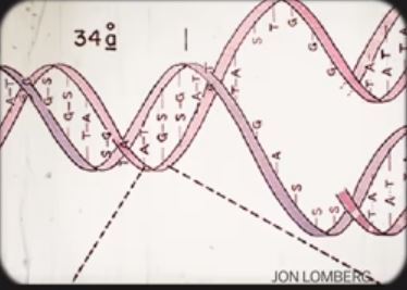 DNA structure 16
