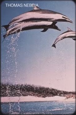 Dolphins 54