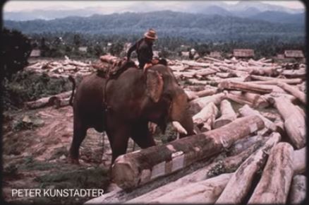 Domesticated elephant 67