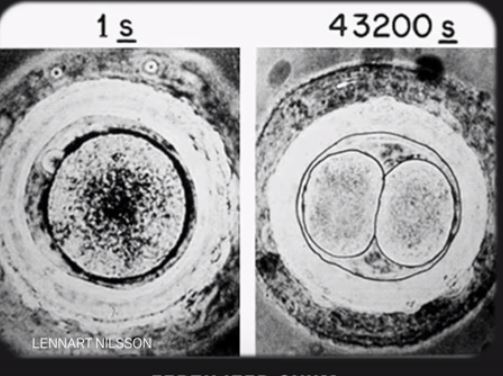 Fertilised ovum 29