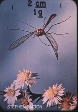 Flying insect with flowers 51