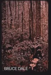 Forest scene with mushrooms 46