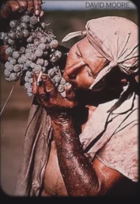 Grape picker 76