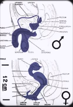 Human sex organs 26