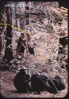 Jane Goodall and chimps 60