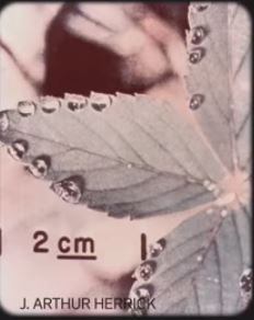 Leaf 47