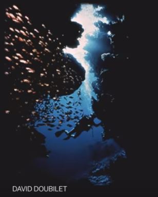School of fish 55
