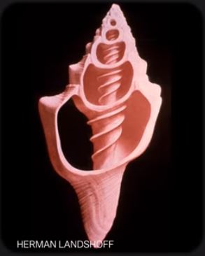 Seashell 53