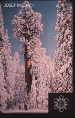 Snowflakes over sequoia 49
