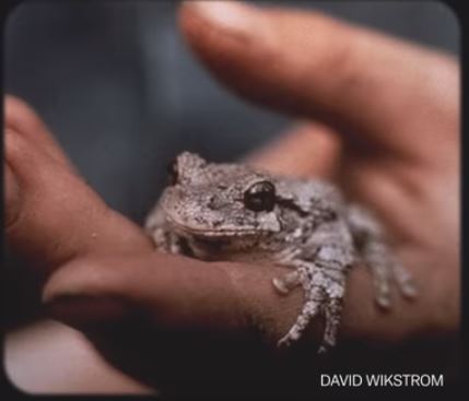 Tree toad in hand 56