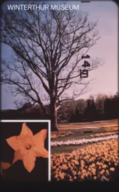 Trees with daffodils 50
