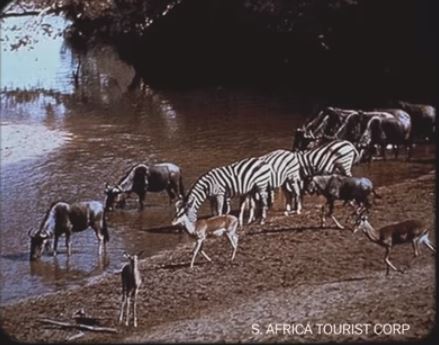 Waterhole 59